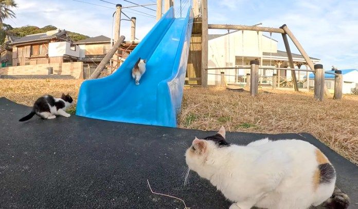 子猫達を見守る母猫