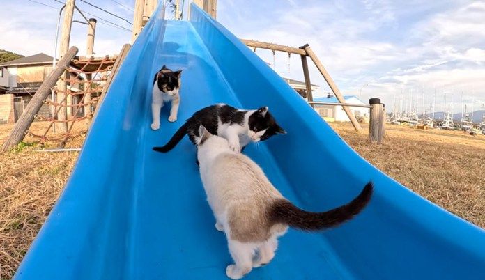滑り台で遊ぶ子猫達