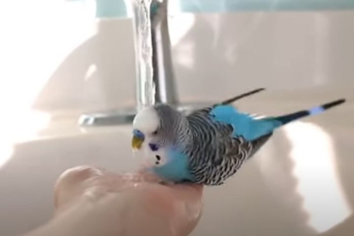セキセイインコの水浴び