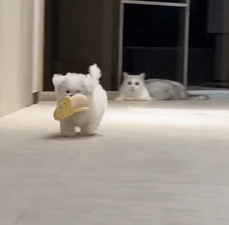 ぽてぽて走ってくる子犬さん、バナナのお届けです！