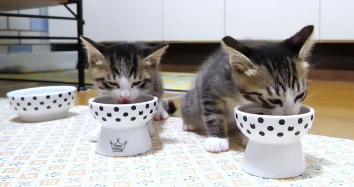 ご飯を食べる子猫達