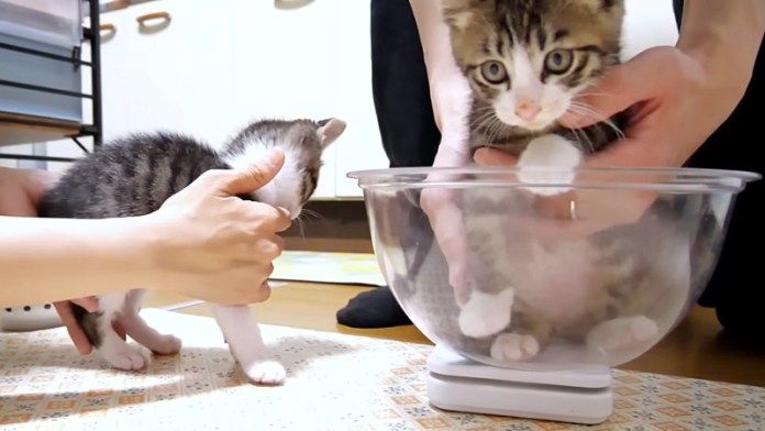 体重計に乗る子猫