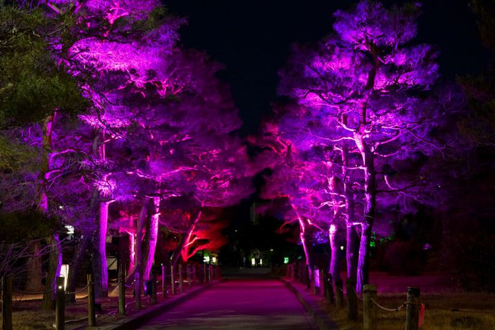 松の木の点灯は2箇所。こちらも赤から青、紫、緑と色が変化していきます