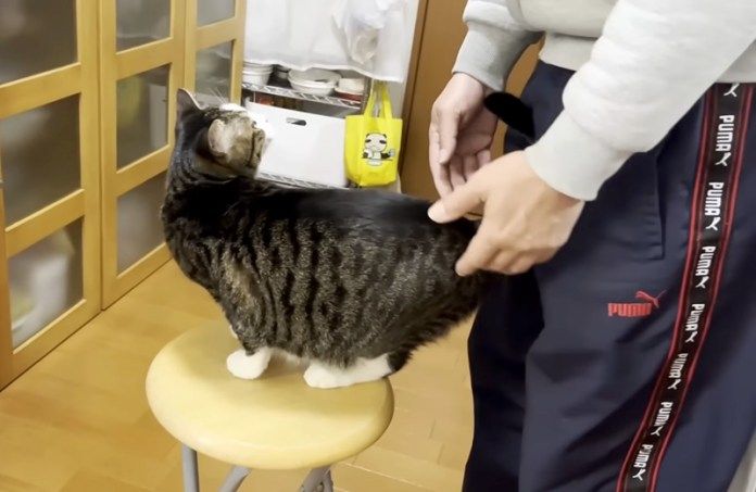 猛アピールする猫
