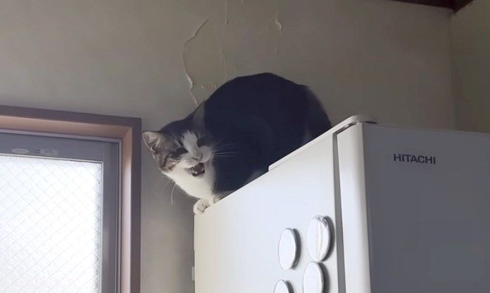 言い訳をする猫