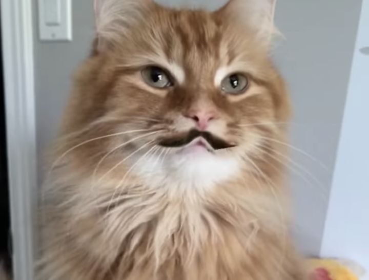 アプリで変身！ おヒゲを付けた猫ちゃんたち、どの子もみんな似合ってる！