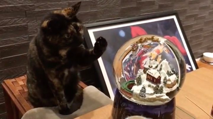 かわいらしいスノードームに魅了される猫、タッチが済んだら箱チェックも