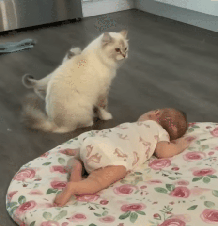 赤ちゃんに子猫を見せたくて、紹介してくれるママ猫さん。