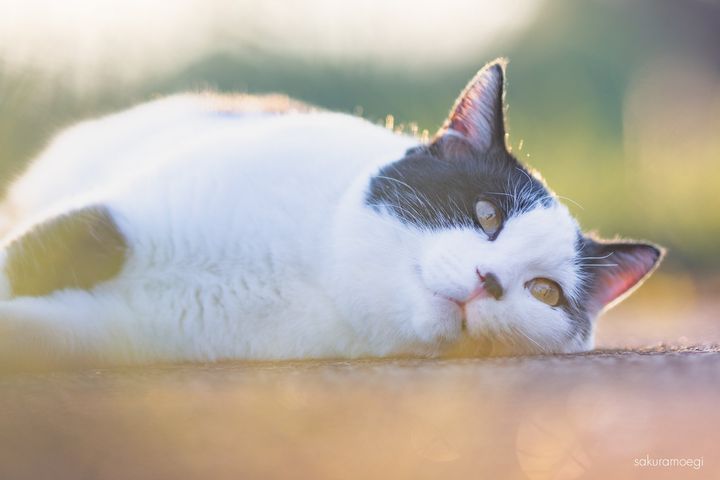 地面に寝転ぶ外猫の写真 by 猫写真家さくらもえぎ