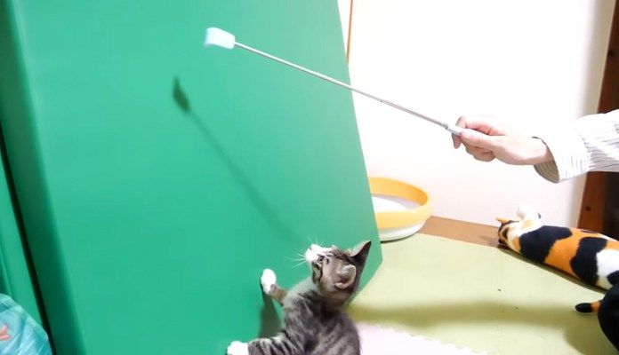 遊びを楽しむ子猫