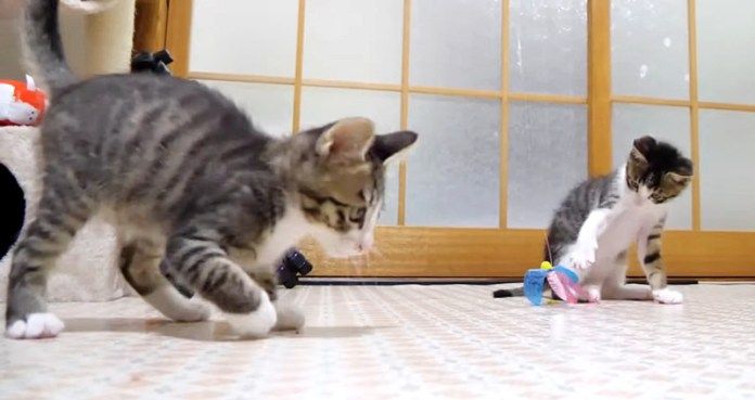 遊び回る子猫達