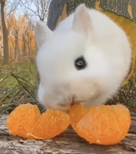 絵本から飛び出してきたみたい！ ニンジン枕でゴロゴロするうさぎさん。