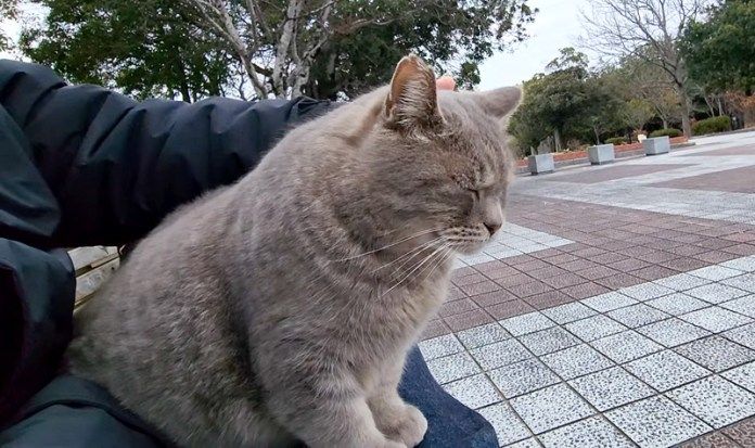 膝の上で撫でられる猫