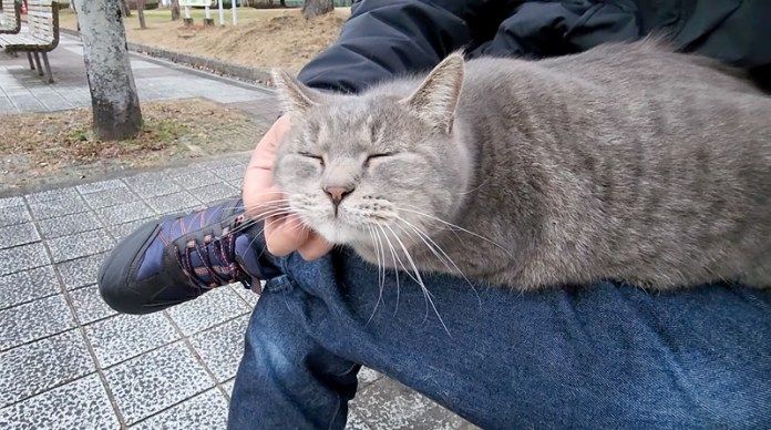 膝の上でくつろぐ猫