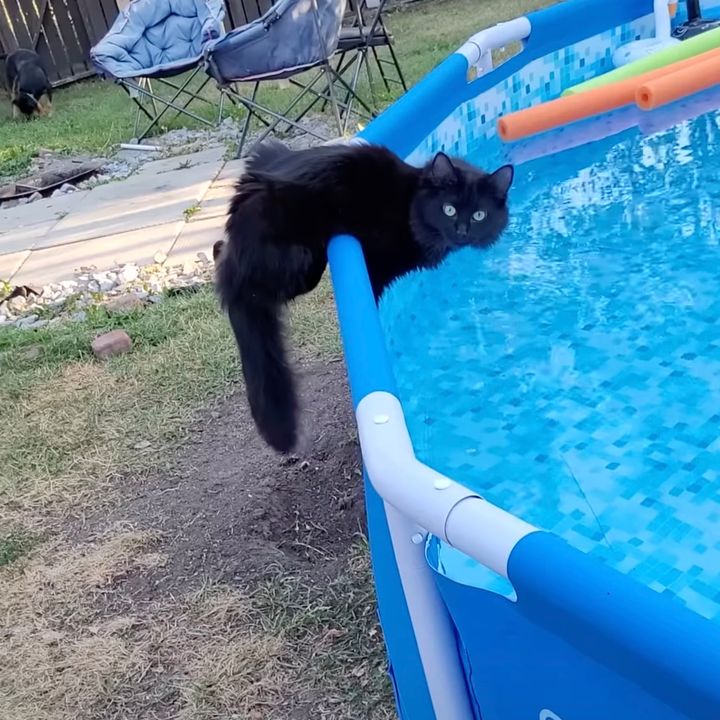 縁に乗りプールの水を飲んでいた猫、心配の声が悲劇をもたらす
