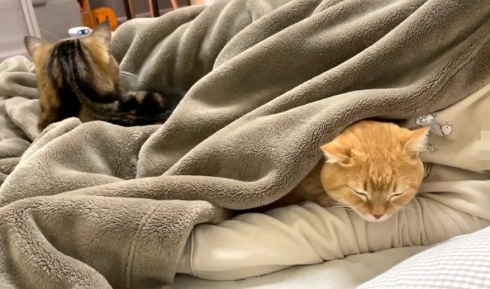 飼い主さんと一緒に眠る猫