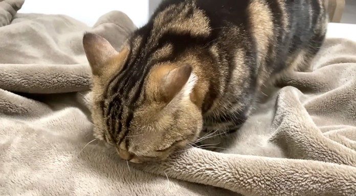 ベッドの上の猫