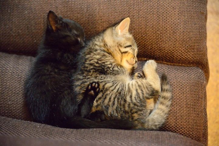 キジトラ猫と黒猫の幼少期