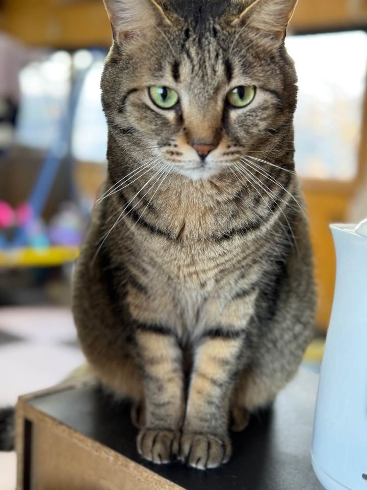 キジトラ猫のトラくん