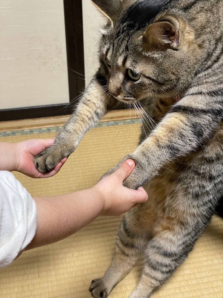 人間の子どもに手を掴まれて遊びに付き合わされる猫