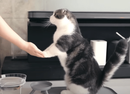 「ゴハンたくさんちょうだいね！」 おしゃべりしてくれる猫さんが可愛い。