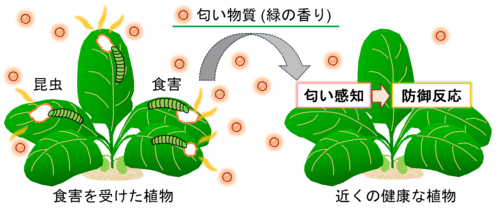 植物は「匂い」を介してコミュニケーションを取っている