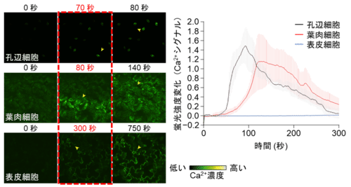 気孔で最も早くシグナル発生し、次に葉肉細胞、最後に表皮細胞で発生