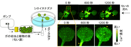 左：実験セット、右：緑色に輝く瞬間
