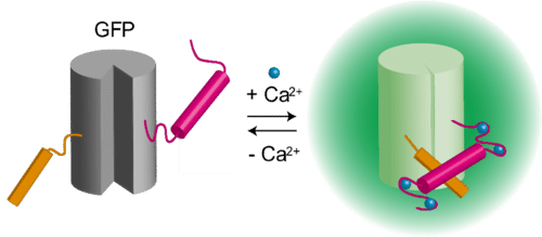 蛍光バイオセンサーのイメージ：Ca2+と結合すると緑色に輝く