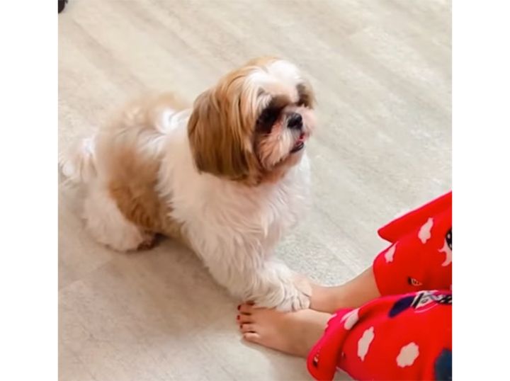 かわいい愛犬が腹筋を手伝ってくれると、+5回は頑張れそう！