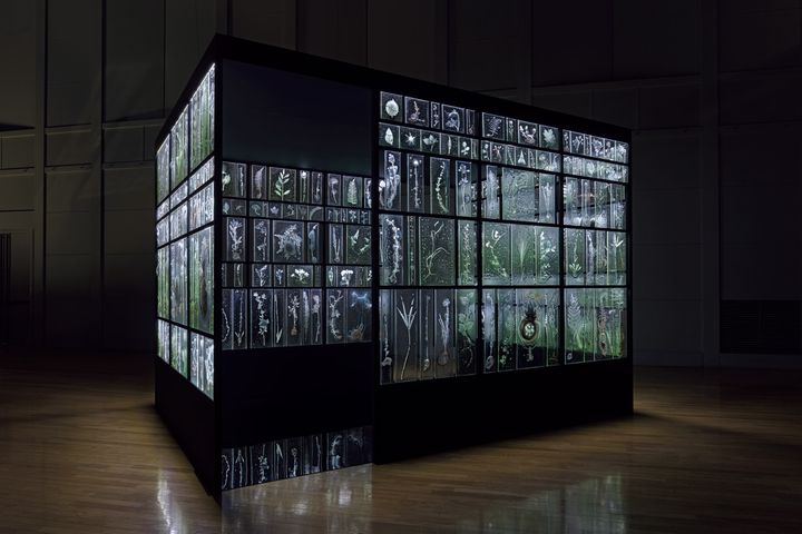 佐々木類「植物の記憶：Subtle Intimacy（2012−2022）」