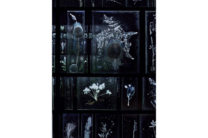 佐々木類「植物の記憶：Subtle Intimacy（2012−2022）」