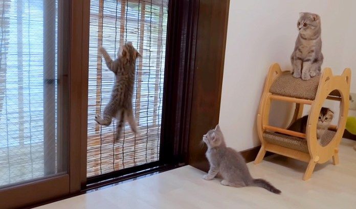 元気に遊ぶ子猫達