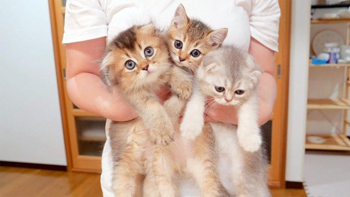 捕まった子猫達