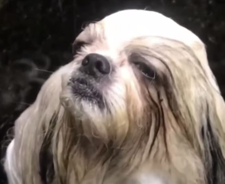 シャンプー中の犬さん、流し目でなんとも言えない表情