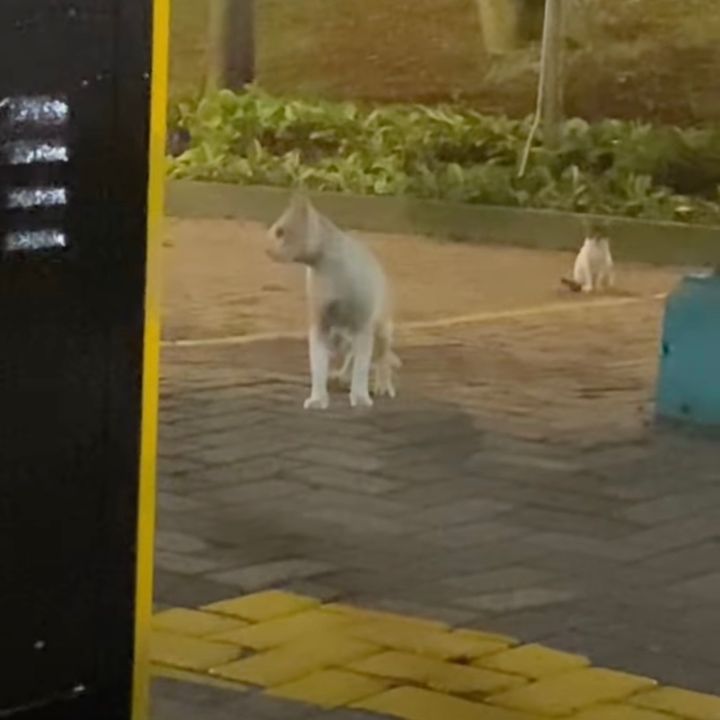 超絶リアルな猫の鳴き真似、2匹の猫を混乱させる