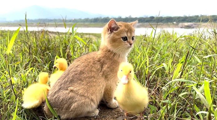 アヒルのヒナと旅に出た子猫