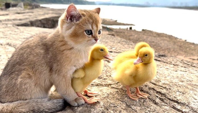 アヒルのヒナと旅に出た子猫