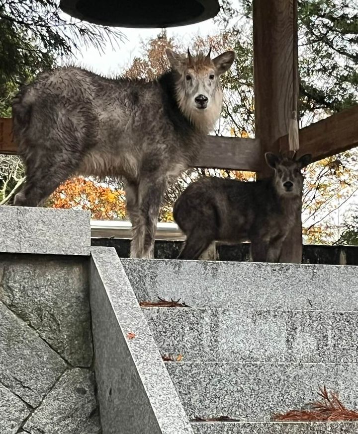若草稲荷神社にやってきたカモシカの親子