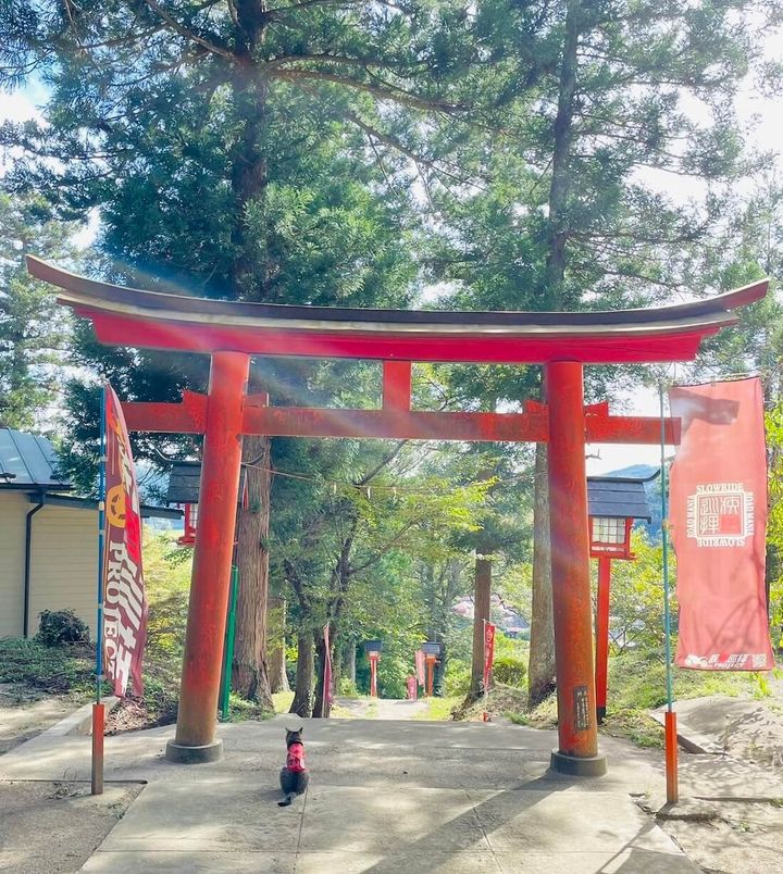 若草稲荷神社の飼い猫と鳥居