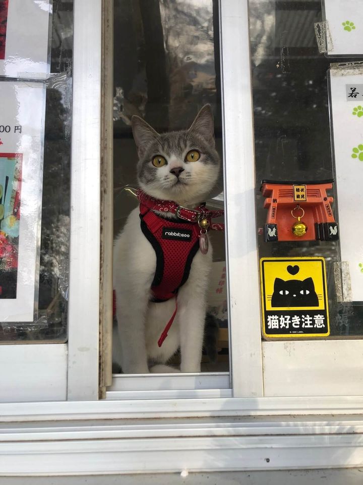 若草稲荷神社の受付猫、こみねちゃん