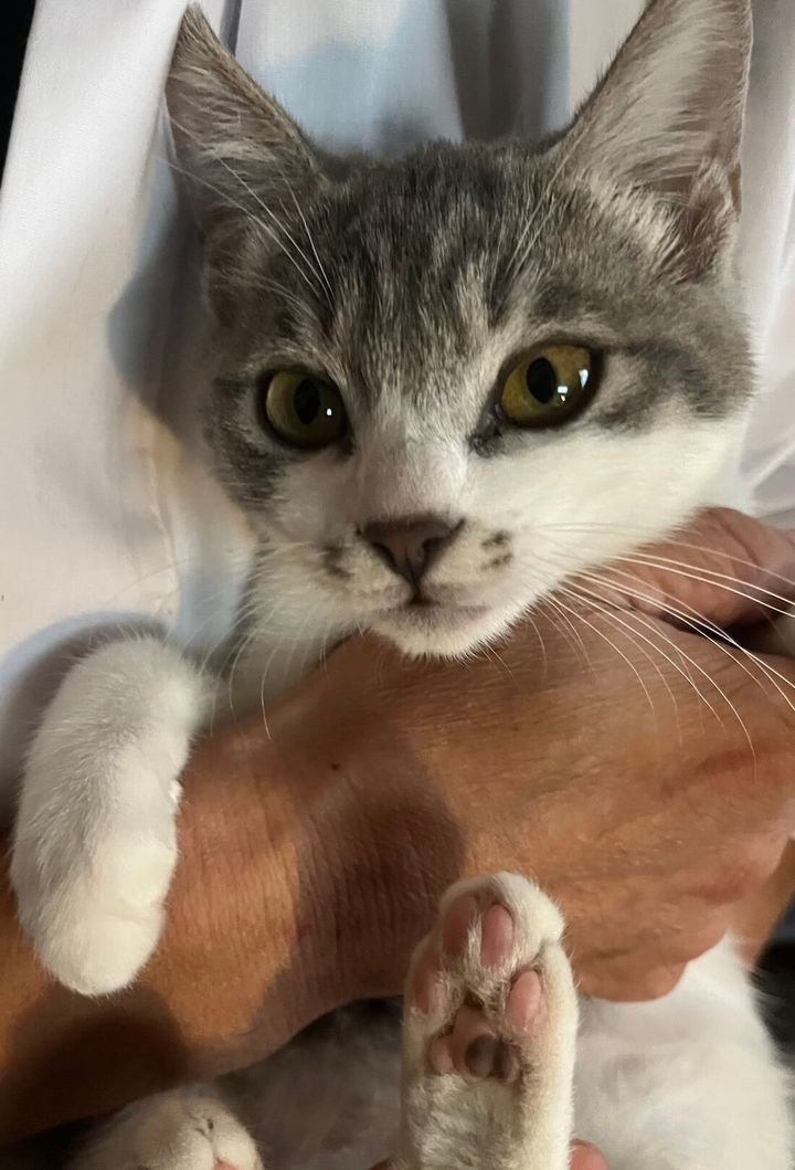 サバ白猫のこみねちゃん