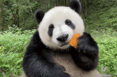 パンダのモグモグ音がたまらん。竹も良いけどかぼちゃも大好き！