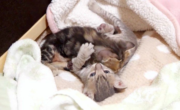 喧嘩する子猫達