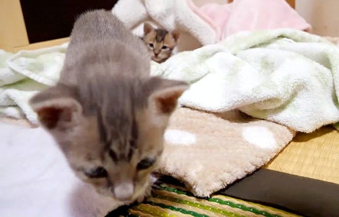 お母さんのところに行く子猫