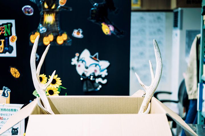 エゾシカの角