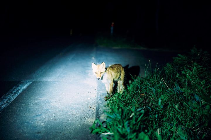 北海道 知床のキツネ