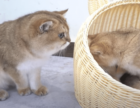 つま先立ちで子猫のベッドをのぞくパパ猫がかわいい！