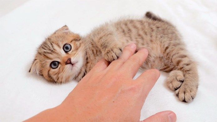 撫でられる子猫