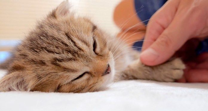 寝落ちした子猫